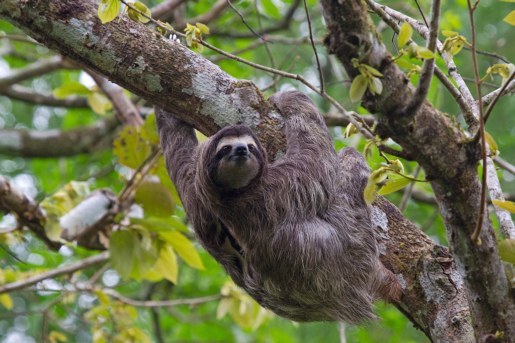 Episode 181: Simply Splendid Sloths