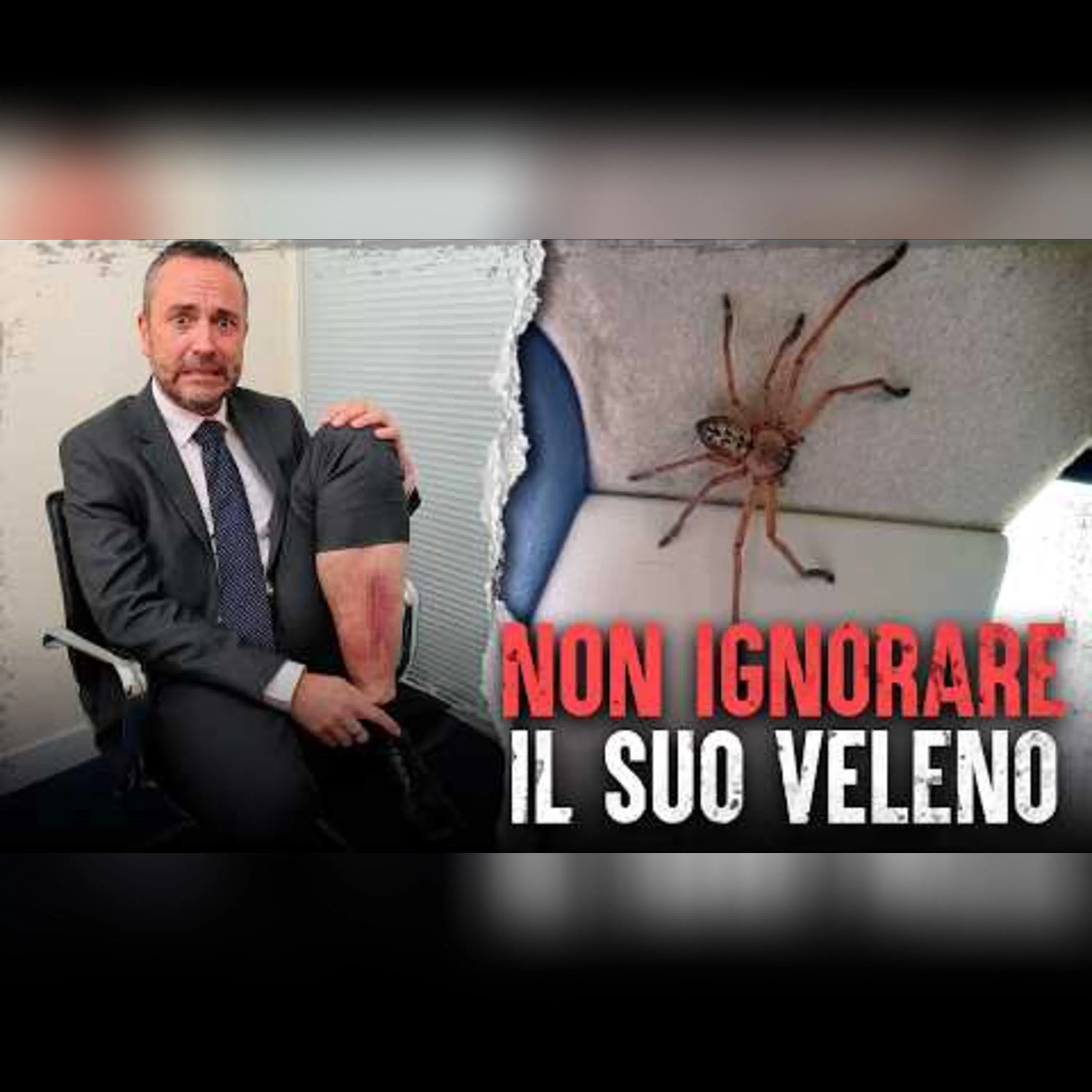 Gli attacchi di ragno più letali episode artwork