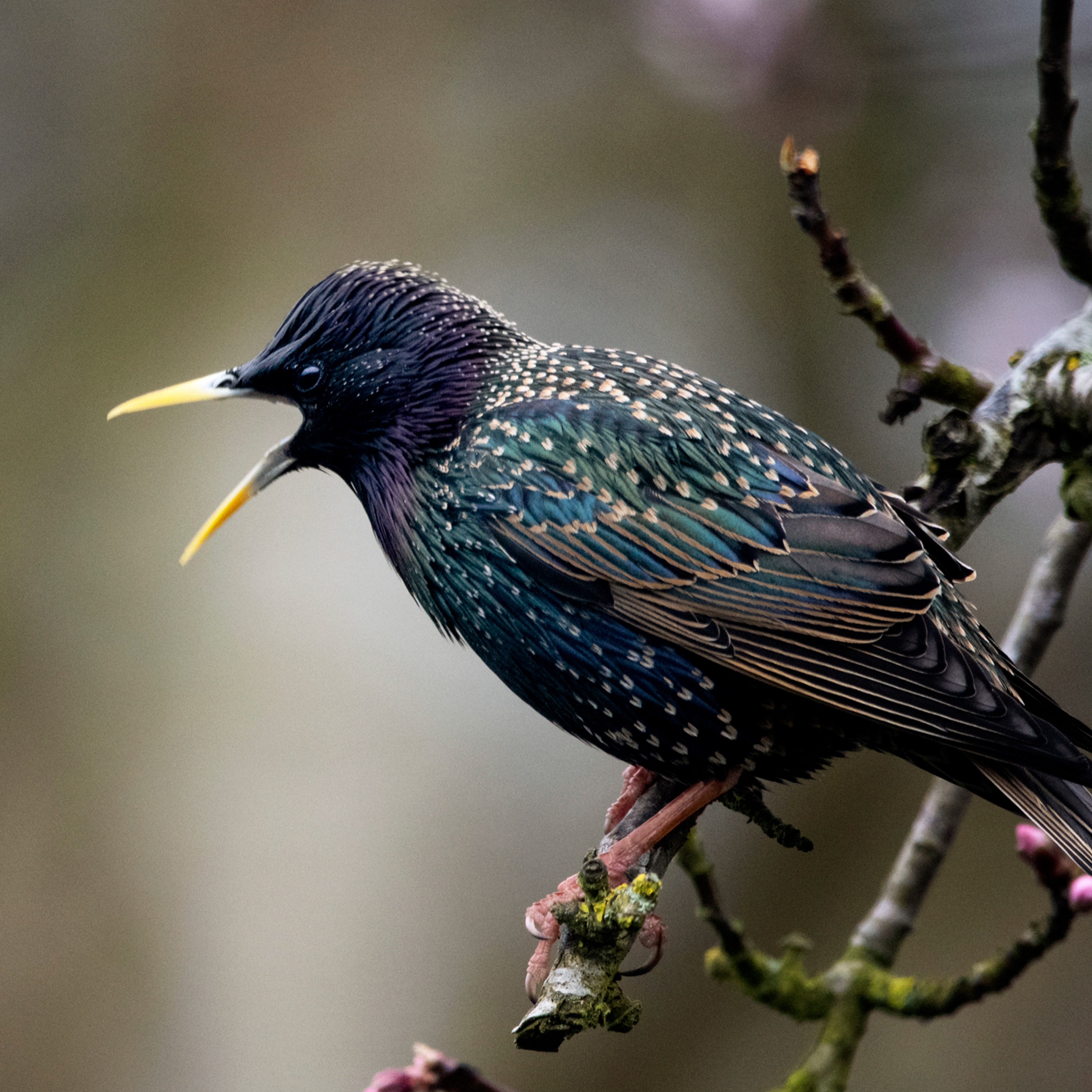 Sound Escape 197. Listen to the amusing chatter of starlings in a farmyard
