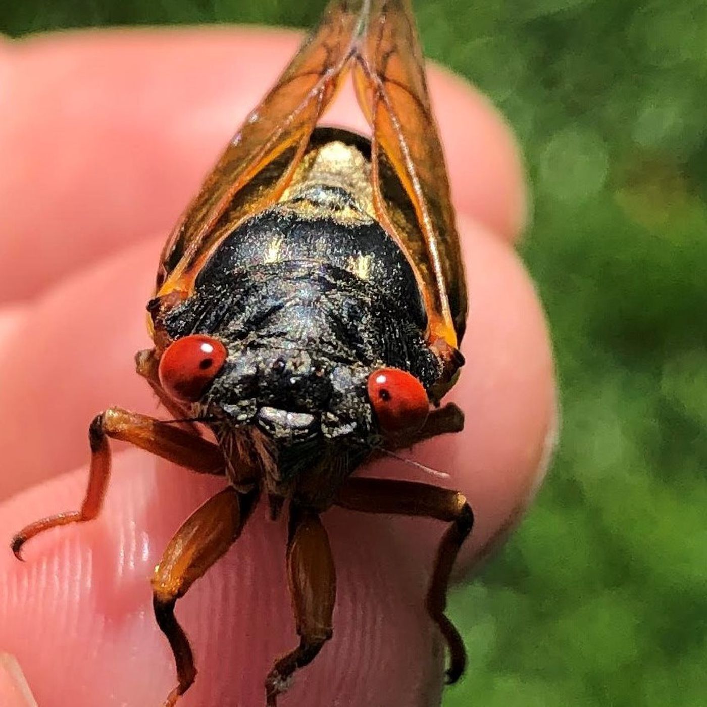 Cose Molto Americane - Cicadapocalypse