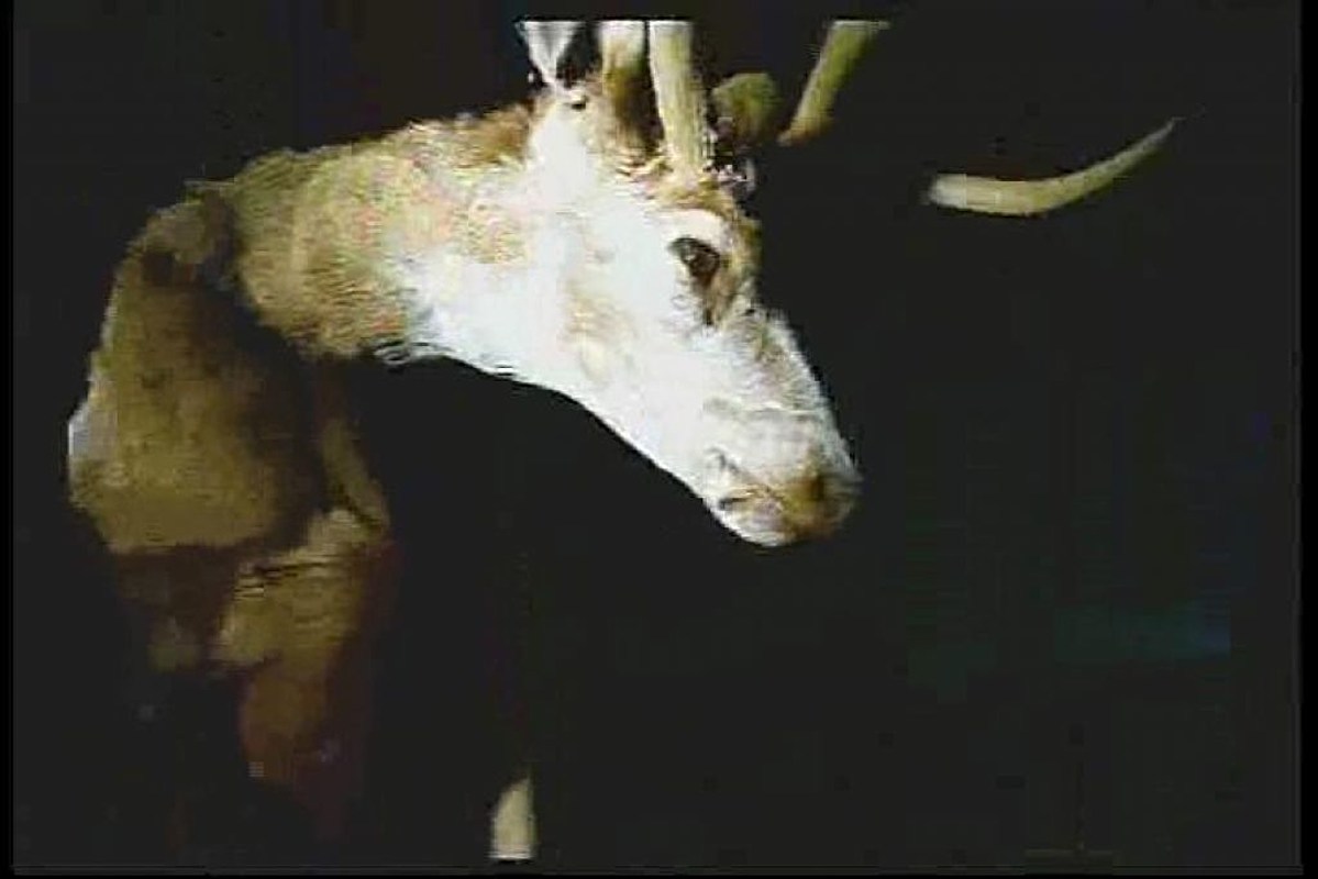 ESO QUE ME ENCONTRE EN EL BOSQUE NO ERA UN VENADO - EXPERIENCIAS ATERRADORAS CON ANIMALES ACTUANDO COMO HUMANOS