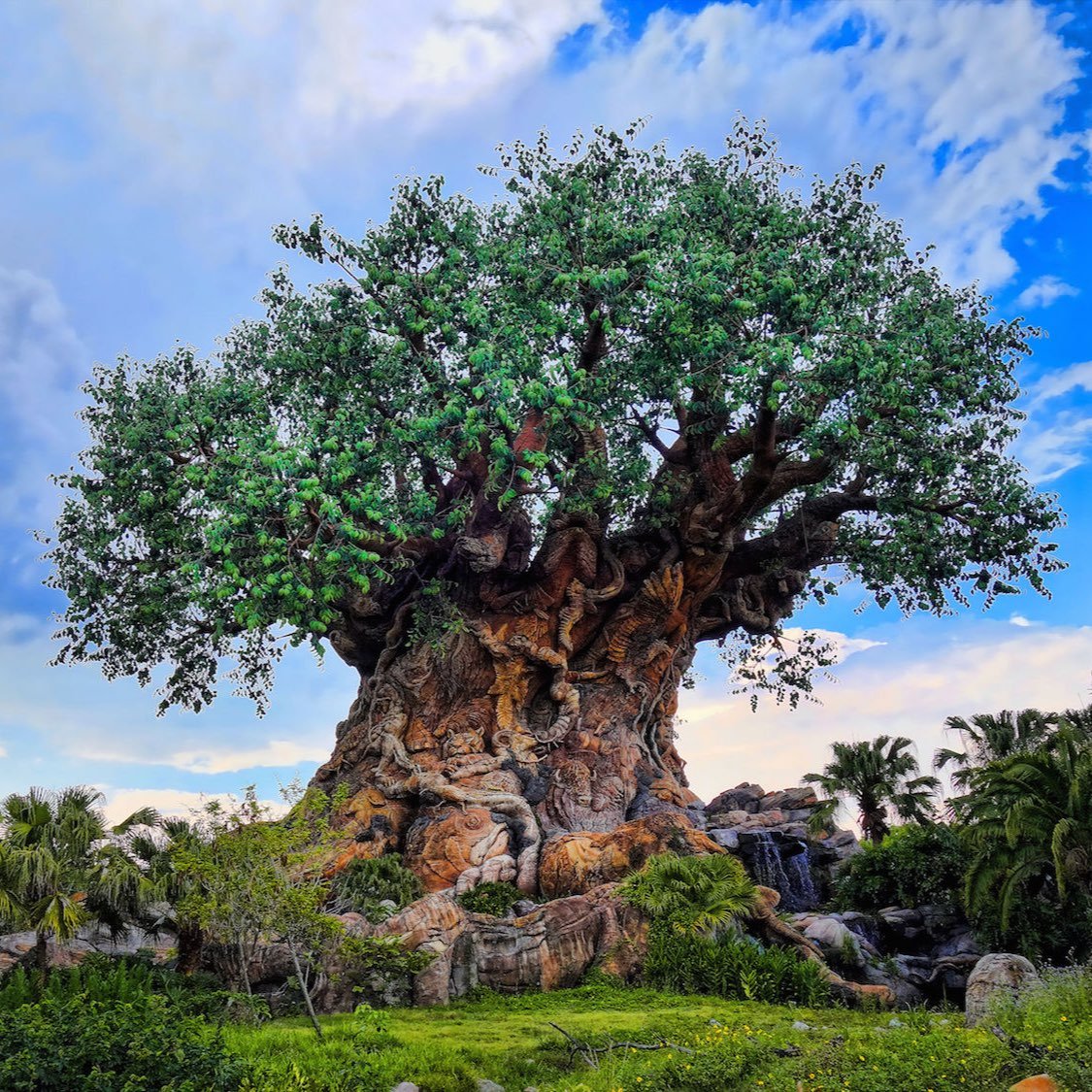 Celebrating 20 Years of Animal Kingdom episode artwork