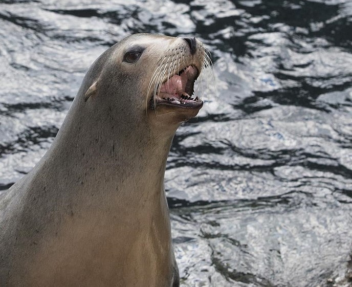 Episode 178: Cruising w/California Sea Lions