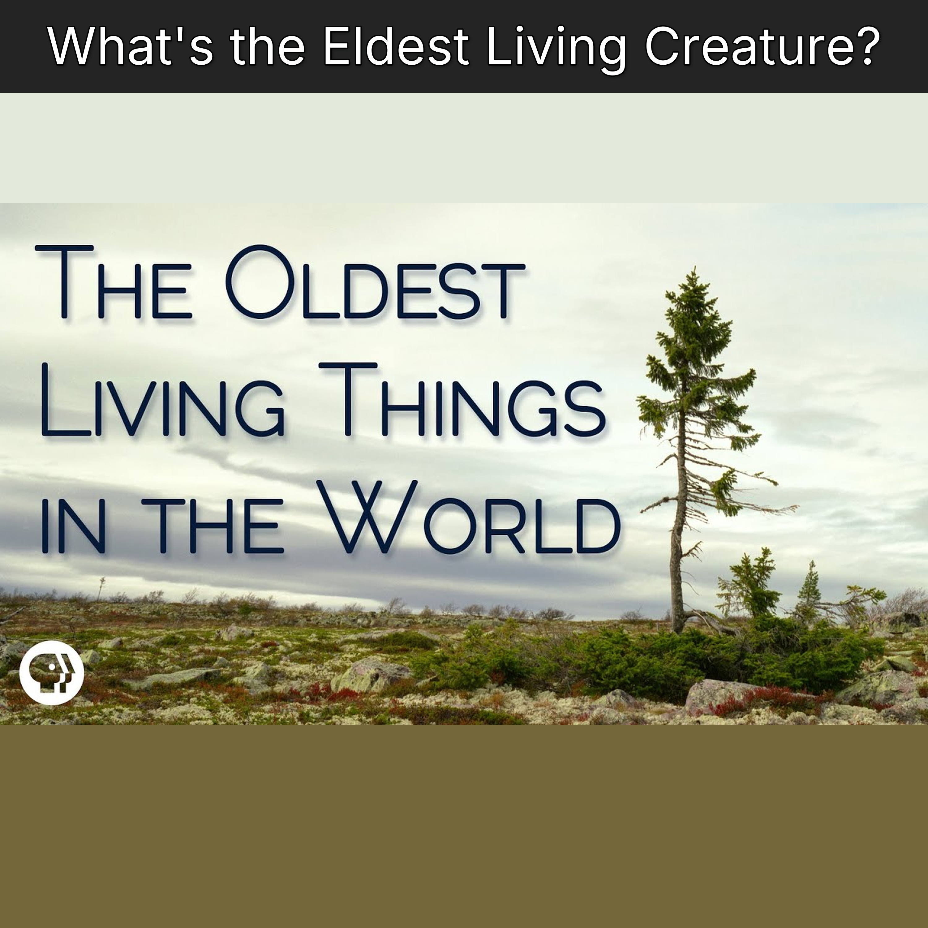 What's the Eldest Living Creature? episode artwork
