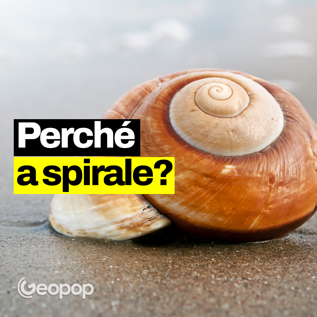 274 - Perché le conchiglie hanno questa forma? La matematica della spirale