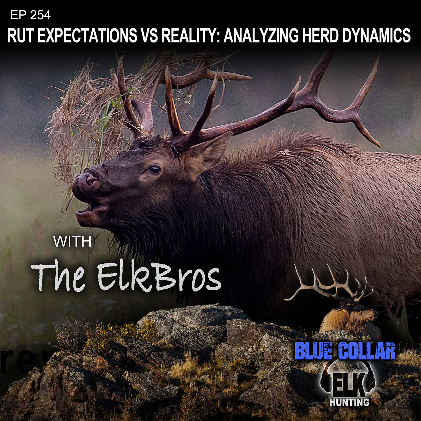 EP 254:Rut Expectations vs Reality: Analyzing herd dynamics episode artwork