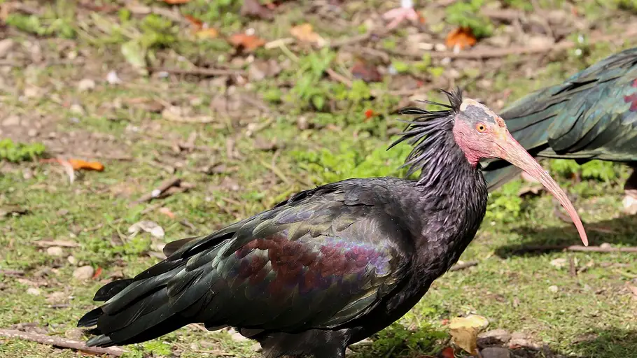 El Ibis Eremita vuelve a España y no es un milagro