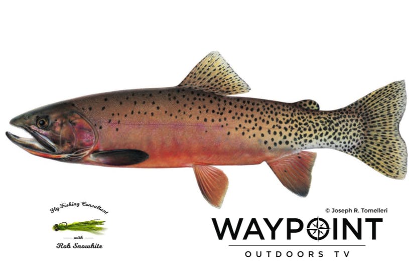 Cutthroat Trout | A Life History