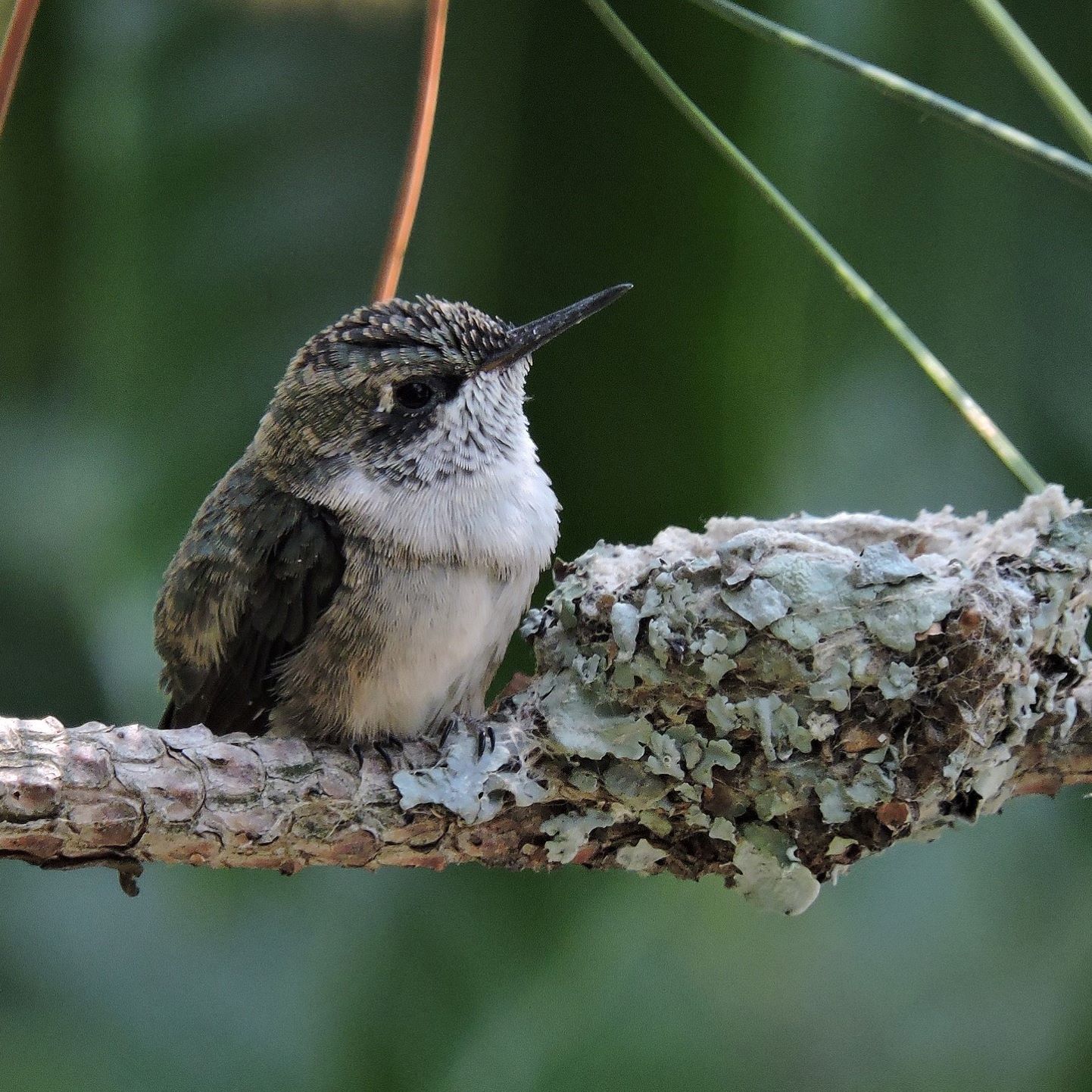 Ask Sam: Do Hummingbirds Sleep and Other Questions