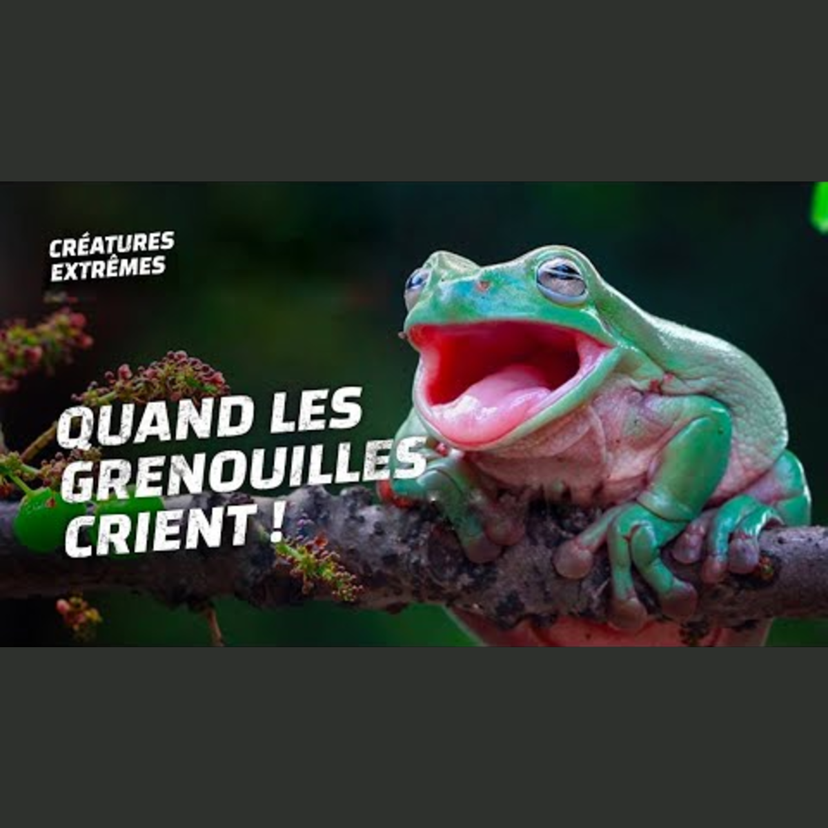 Créatures Extrêmes