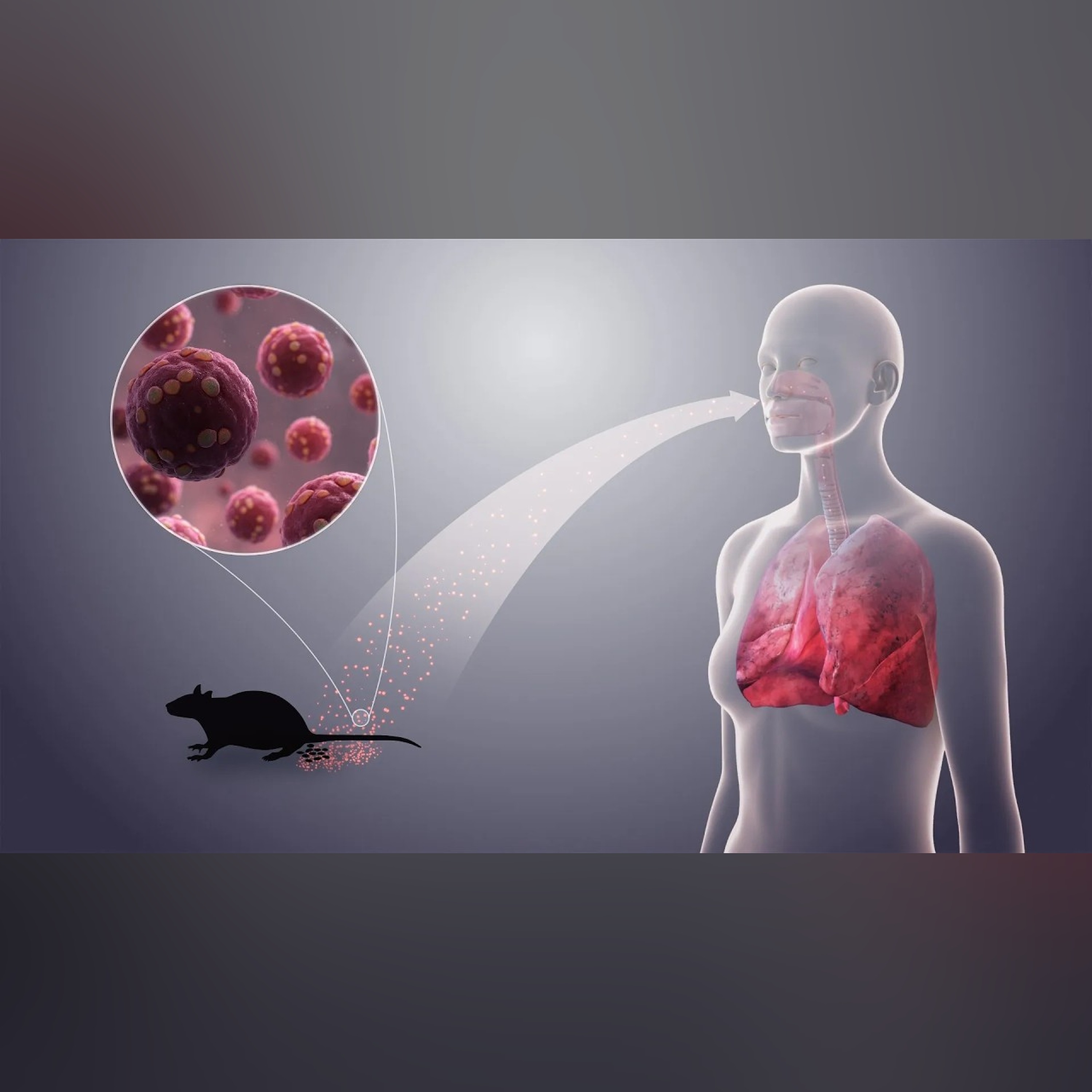 Hantavirus: What You Need to Know (Featuring Marion Koopmans)