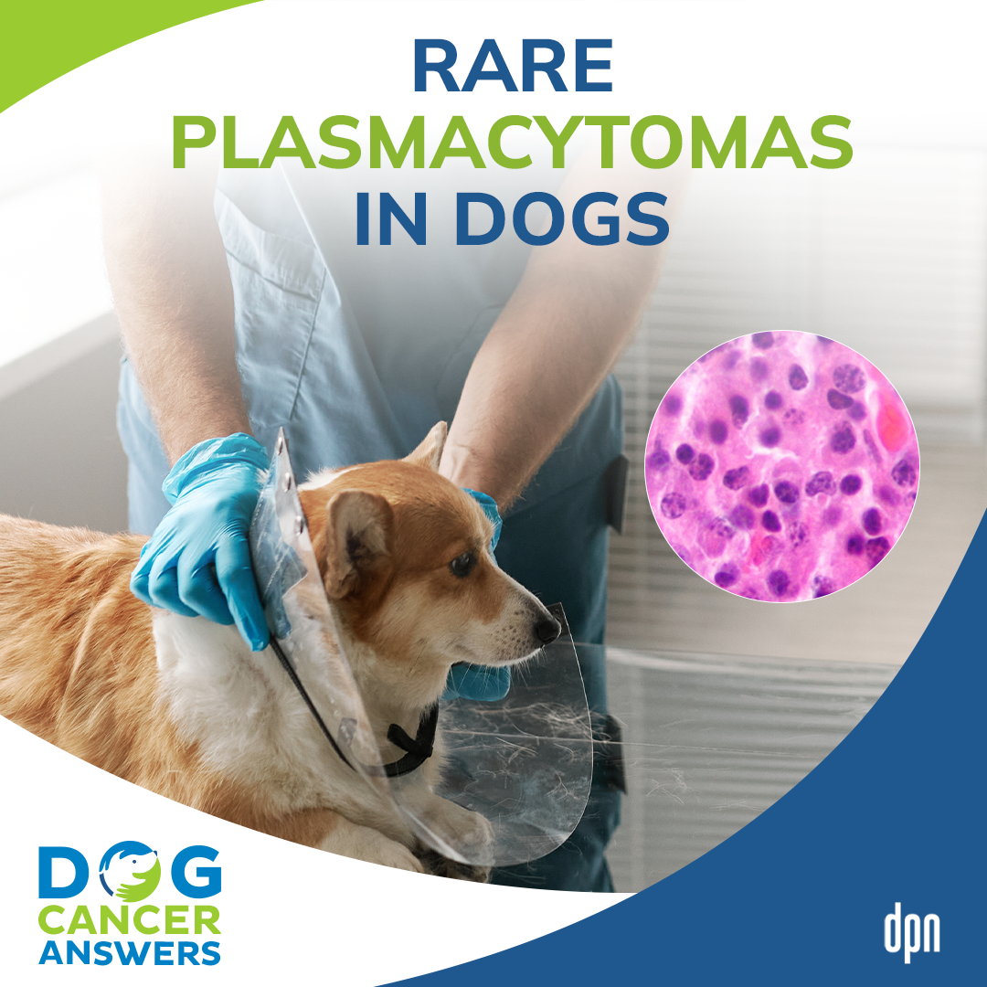 Rare Plasmacytomas in Dogs │ Dr. Nancy Reese #105