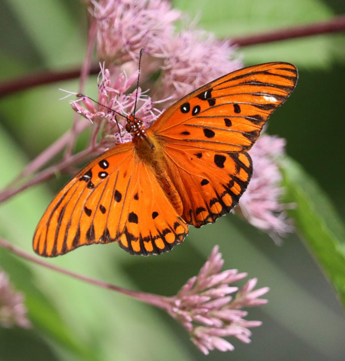 It's A Metaphor, Get It?