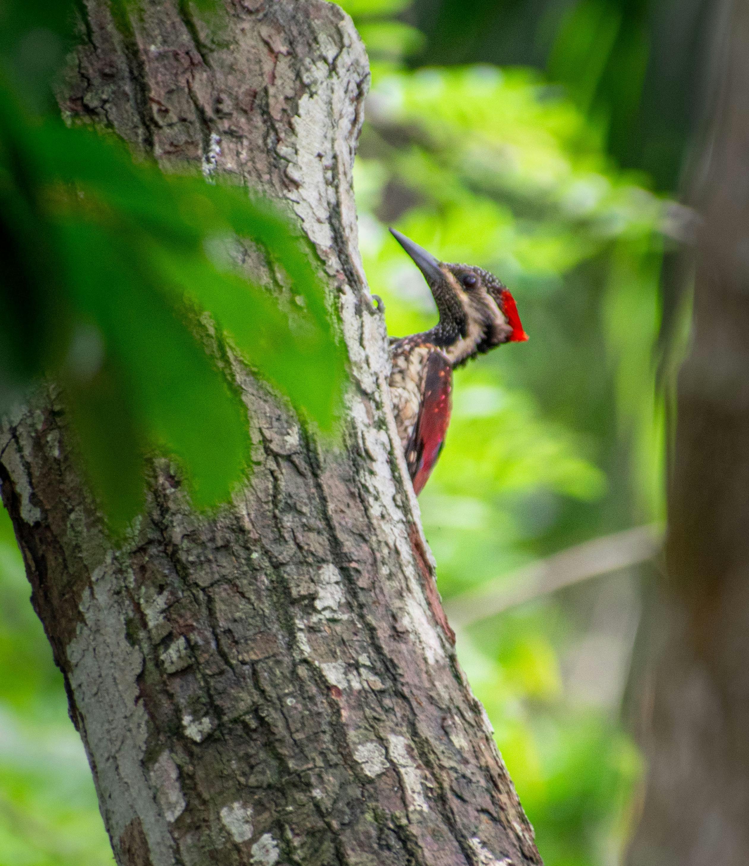 Soothing Forest Birds: 8-Hour Tranquil Avian Soundscape for Relaxation, Studying & Sleep