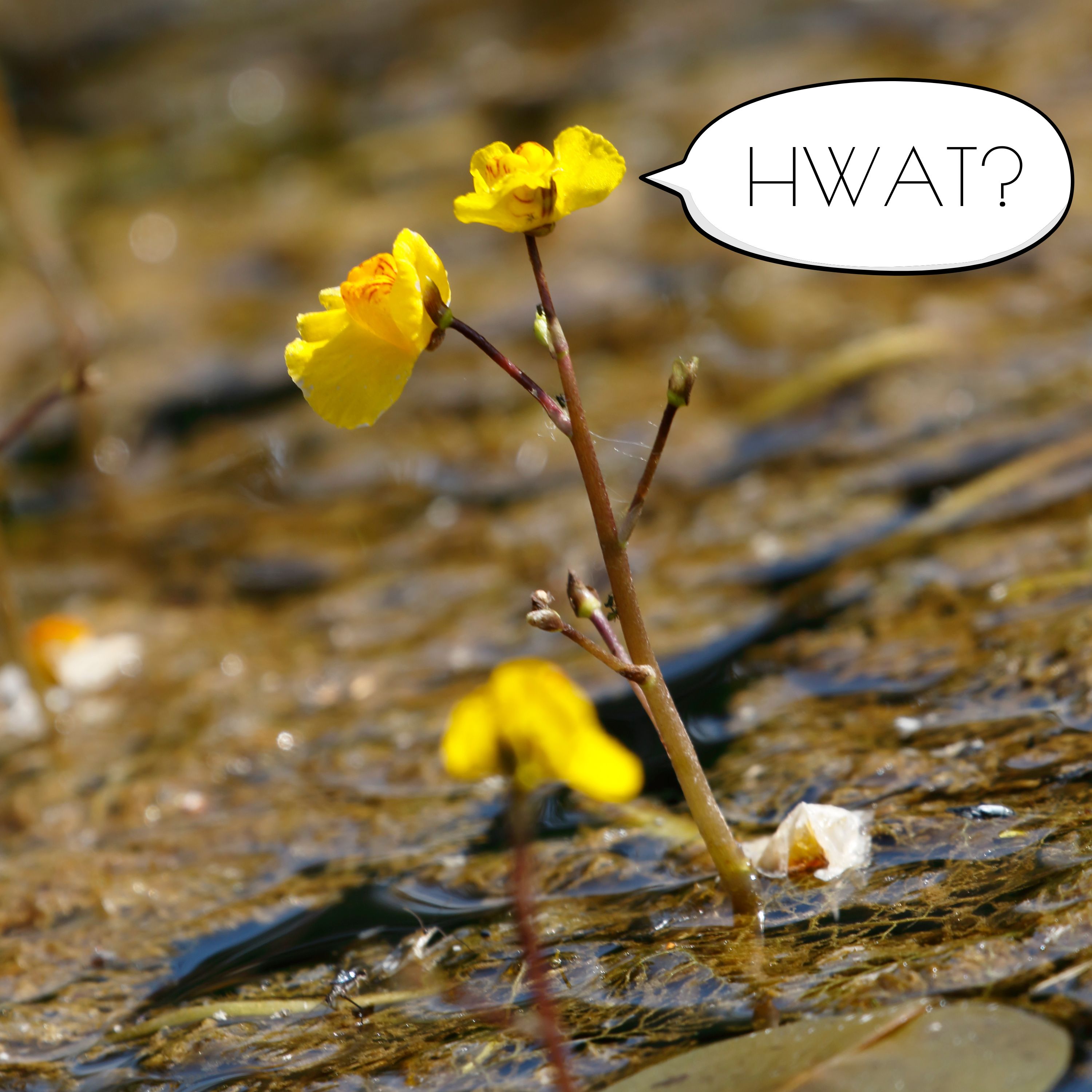 24: I'm Proud to be a Terra Novan