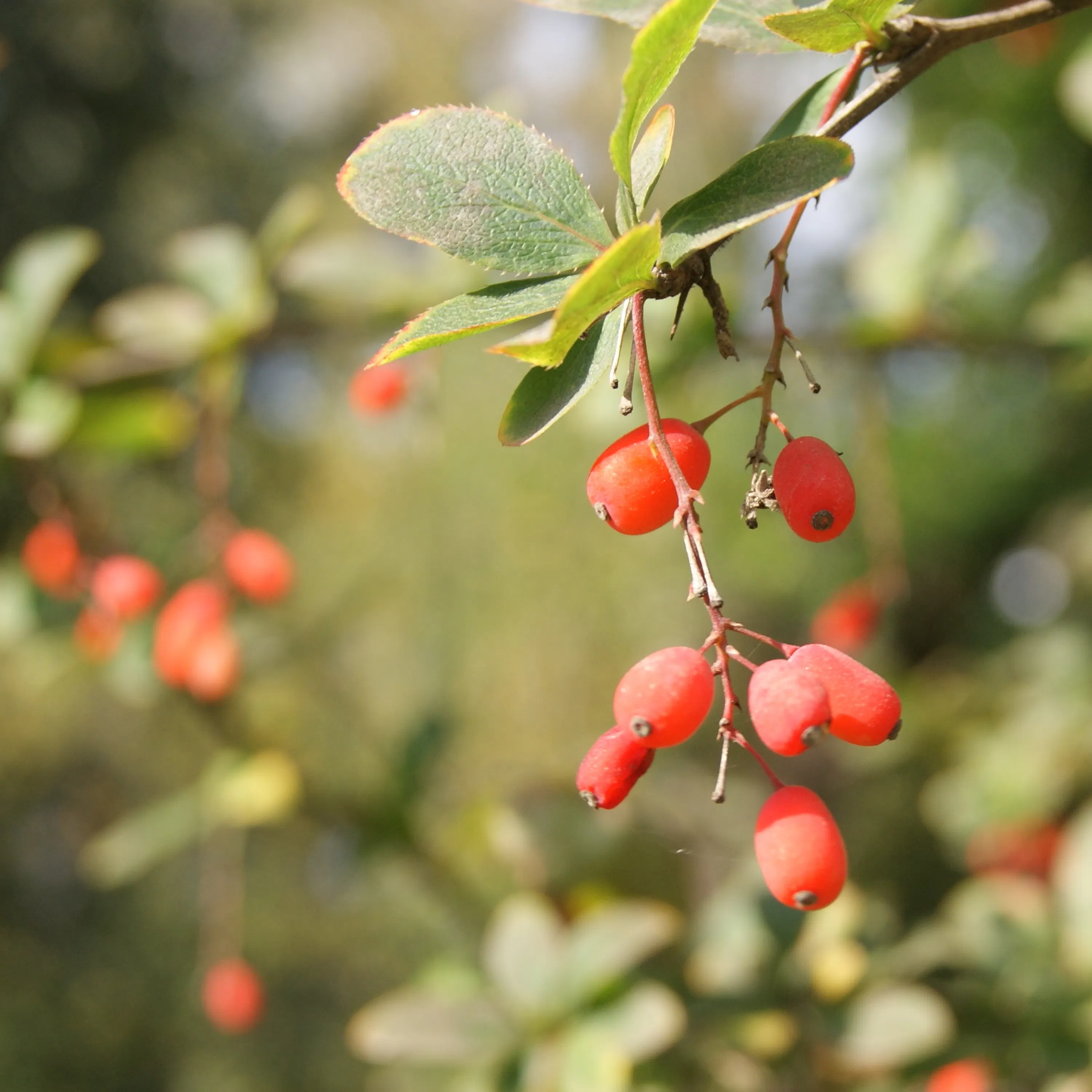 Qu'est-ce que la berbérine ?