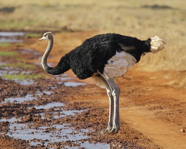 Episode 167: A Survivor, the Ostrich