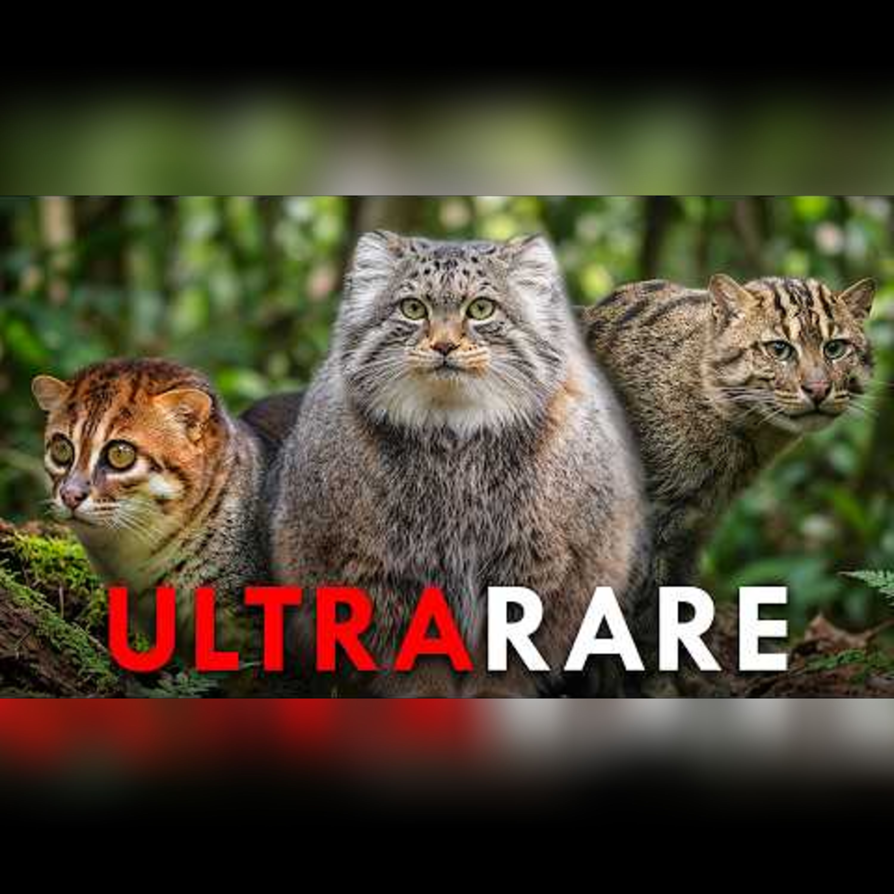 The World's Rarest Cats episode artwork