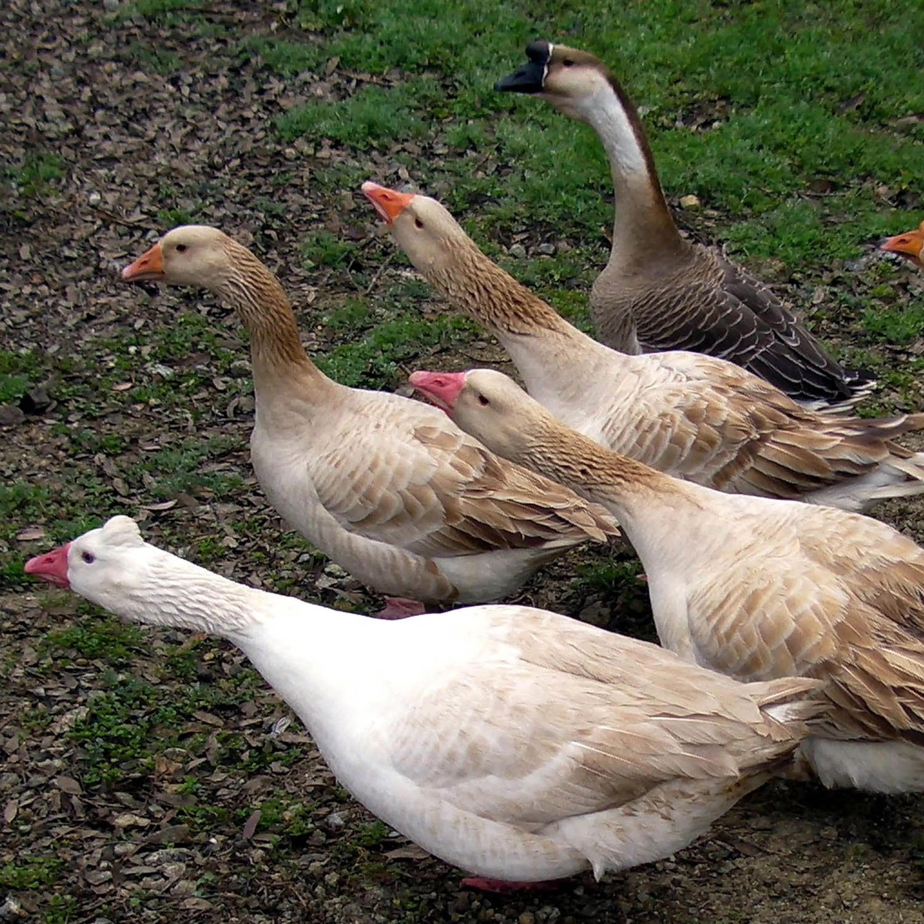 Qu'est-ce que le foie gras ?