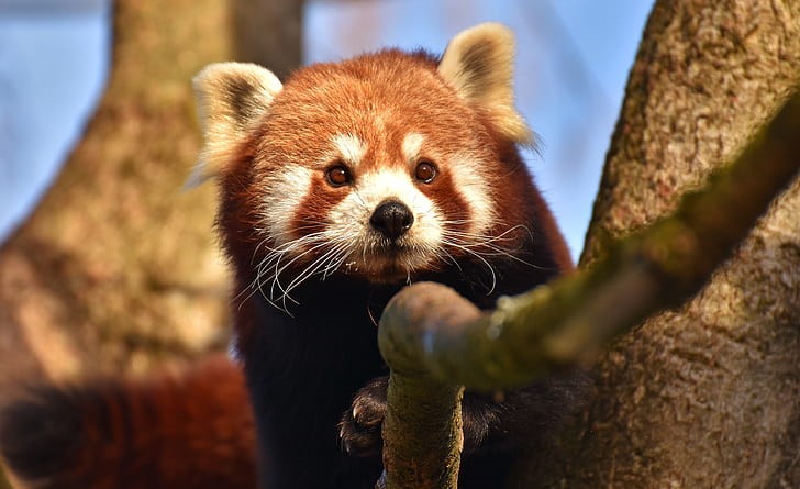 Episode 165: The Firefox, aka, The Red Panda