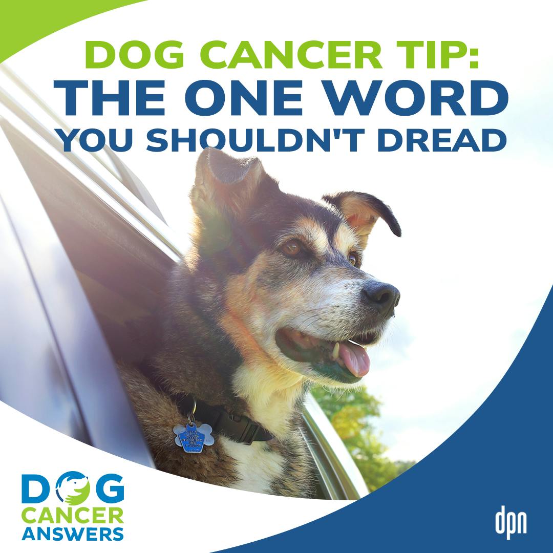 Dog Cancer Tip: The One Word You Shouldn’t Dread | Molly Jacobson #235