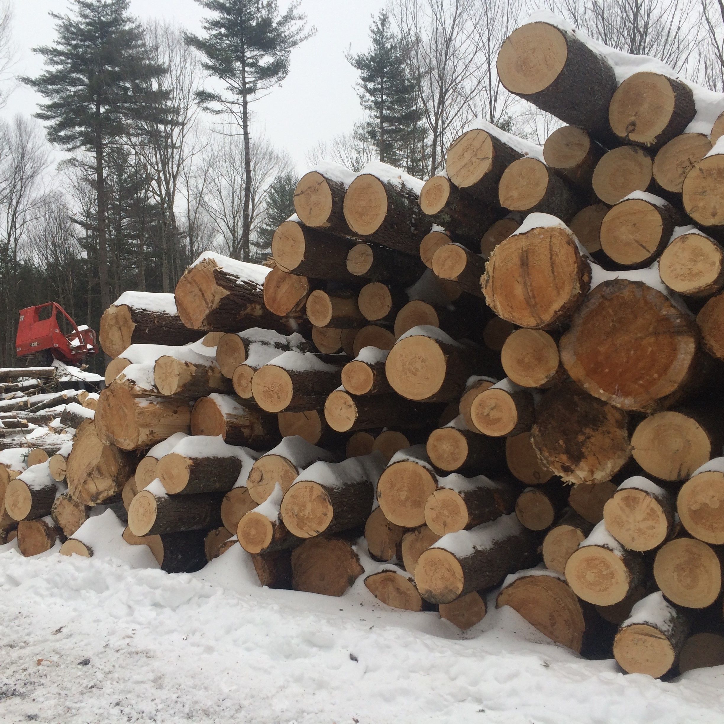 The Forest for the Carbon