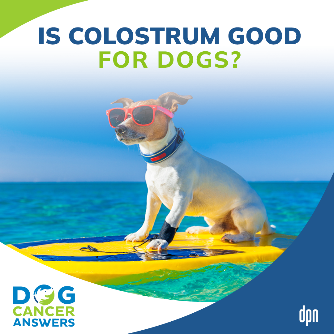 Is Colostrum Good for Dogs? │ Dr. Nancy Reese #127