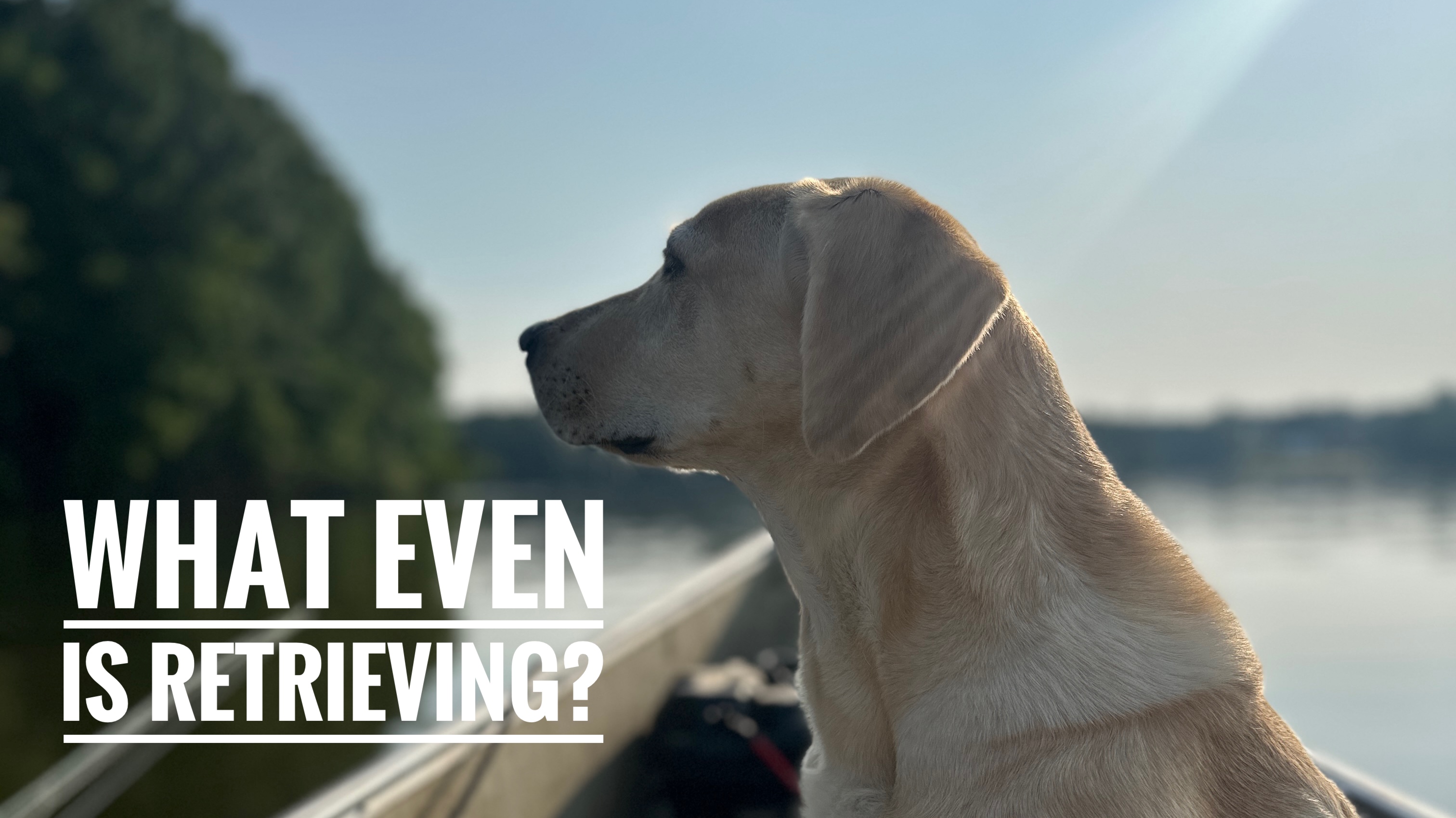 Companion Gundog Podcast