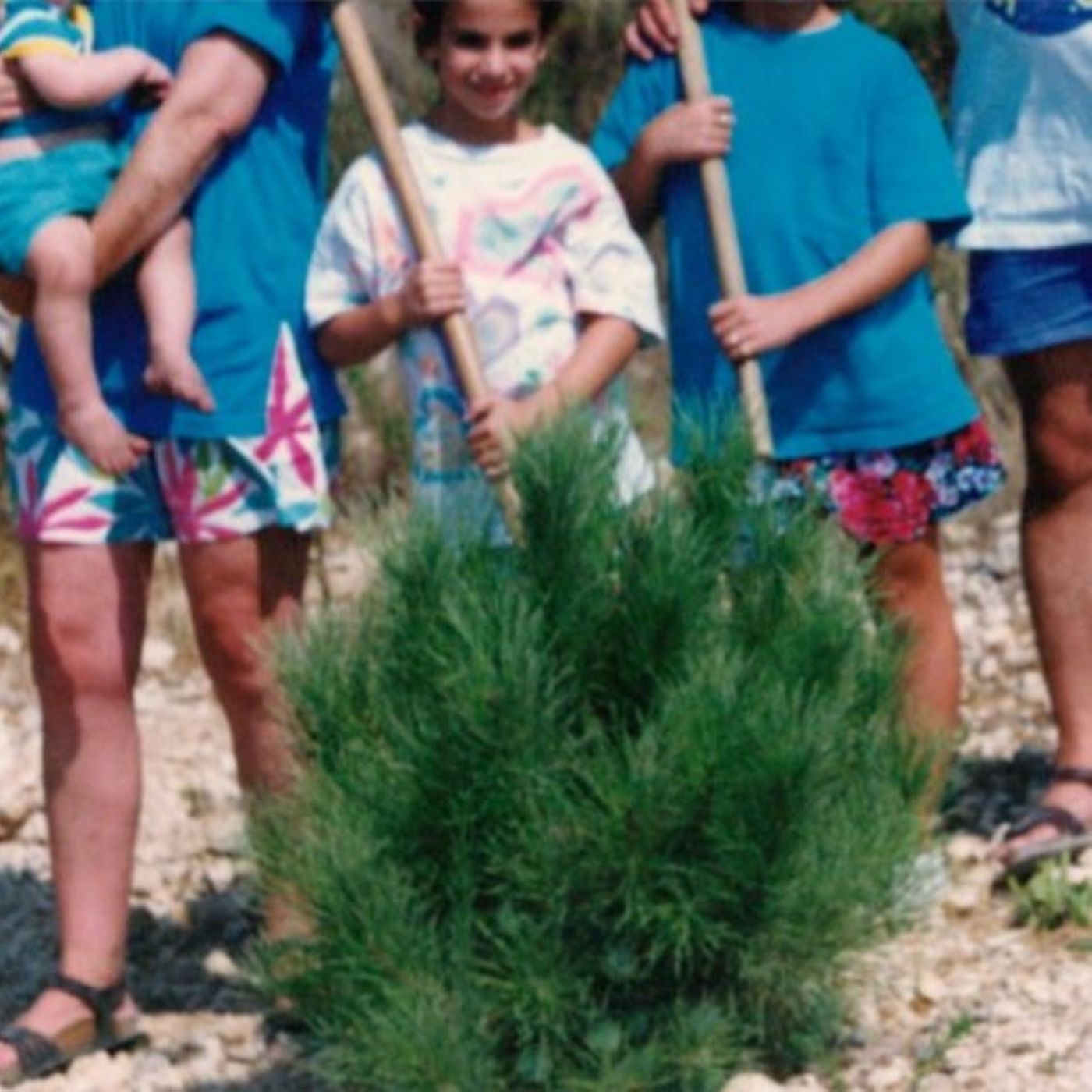 The Olive and the Pine