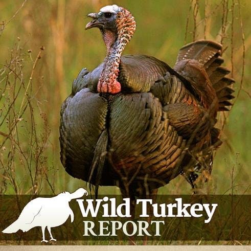 BONUS - David Hawley of Wild Turkey Report