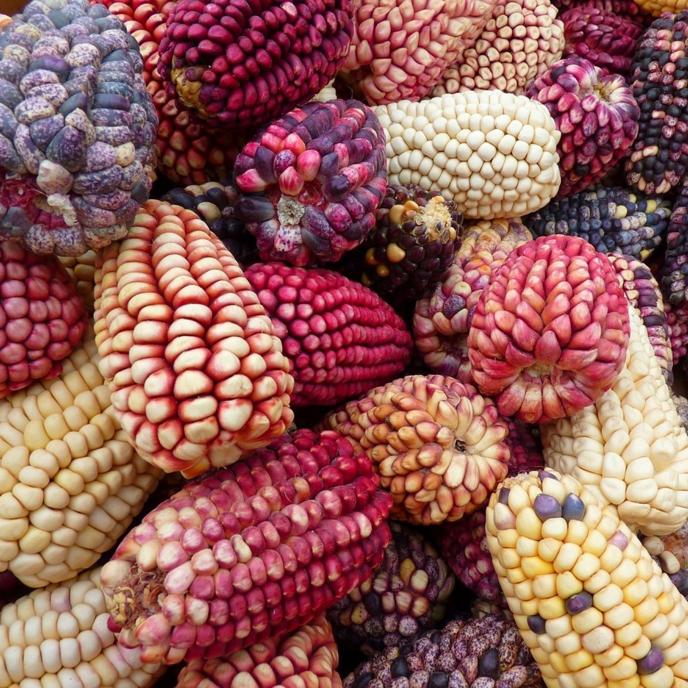 Rice is Food and Other Stories