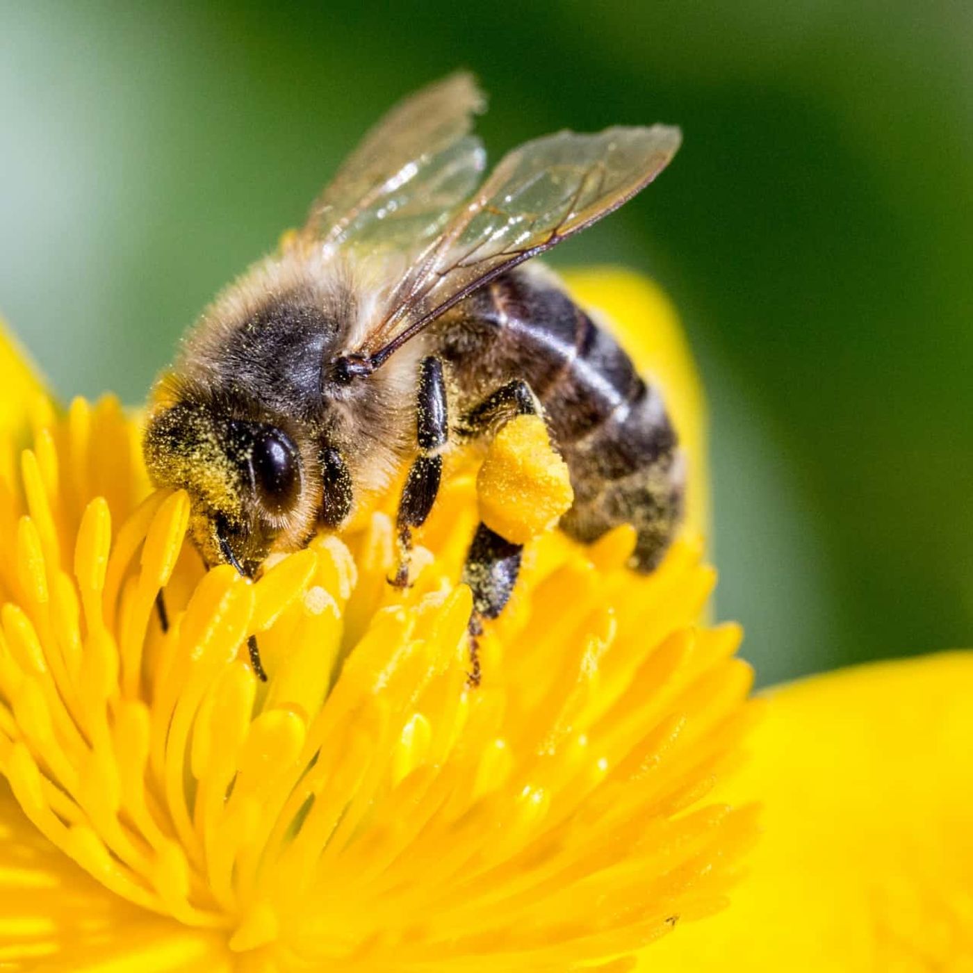 COSE MOLTO AMERICANE- Spelling Bee