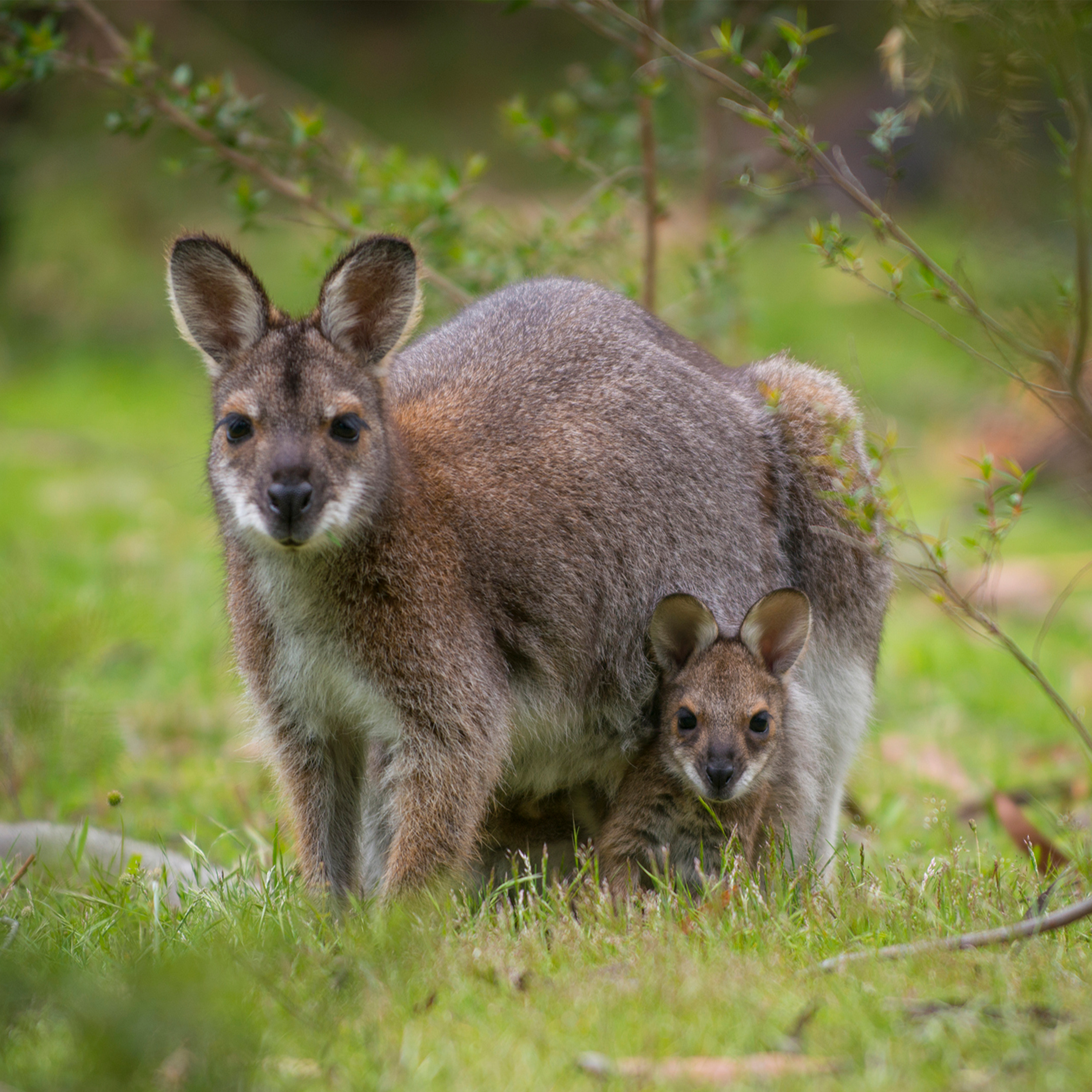 319. Why are wallabies living wild on the Isle of Man? The Plodcast investigates