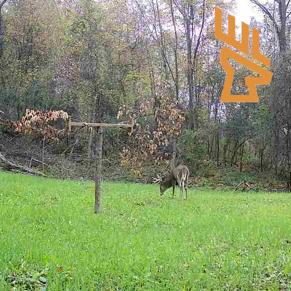 Whitetail Landscapes - Advancing Food Plots, Clover, Aeration, Holding More Deer