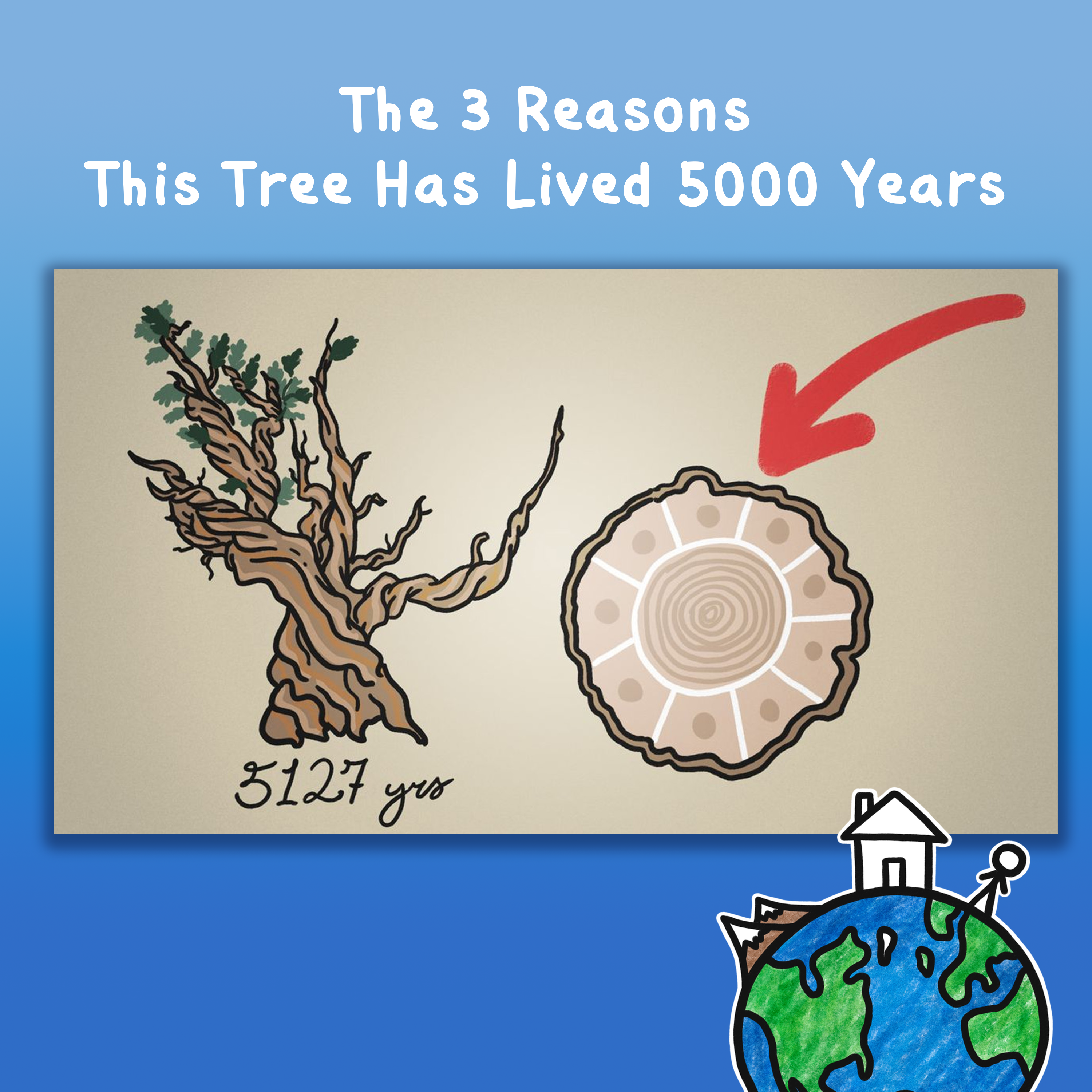 The 3 Reasons This Tree Has Lived 5000 Years