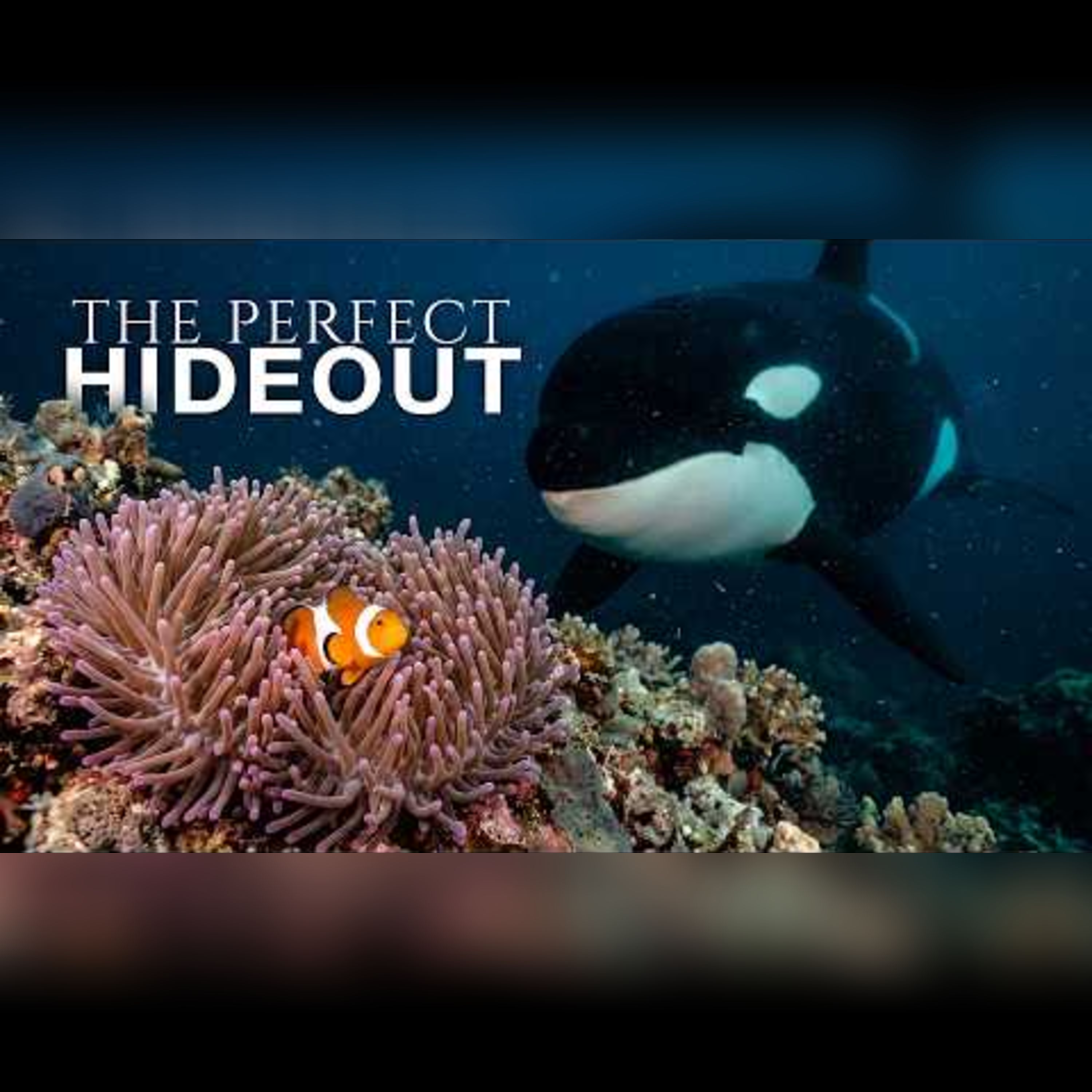 Tiny Fish's Incredible Escape from the Ocean's Smartest Predator episode artwork