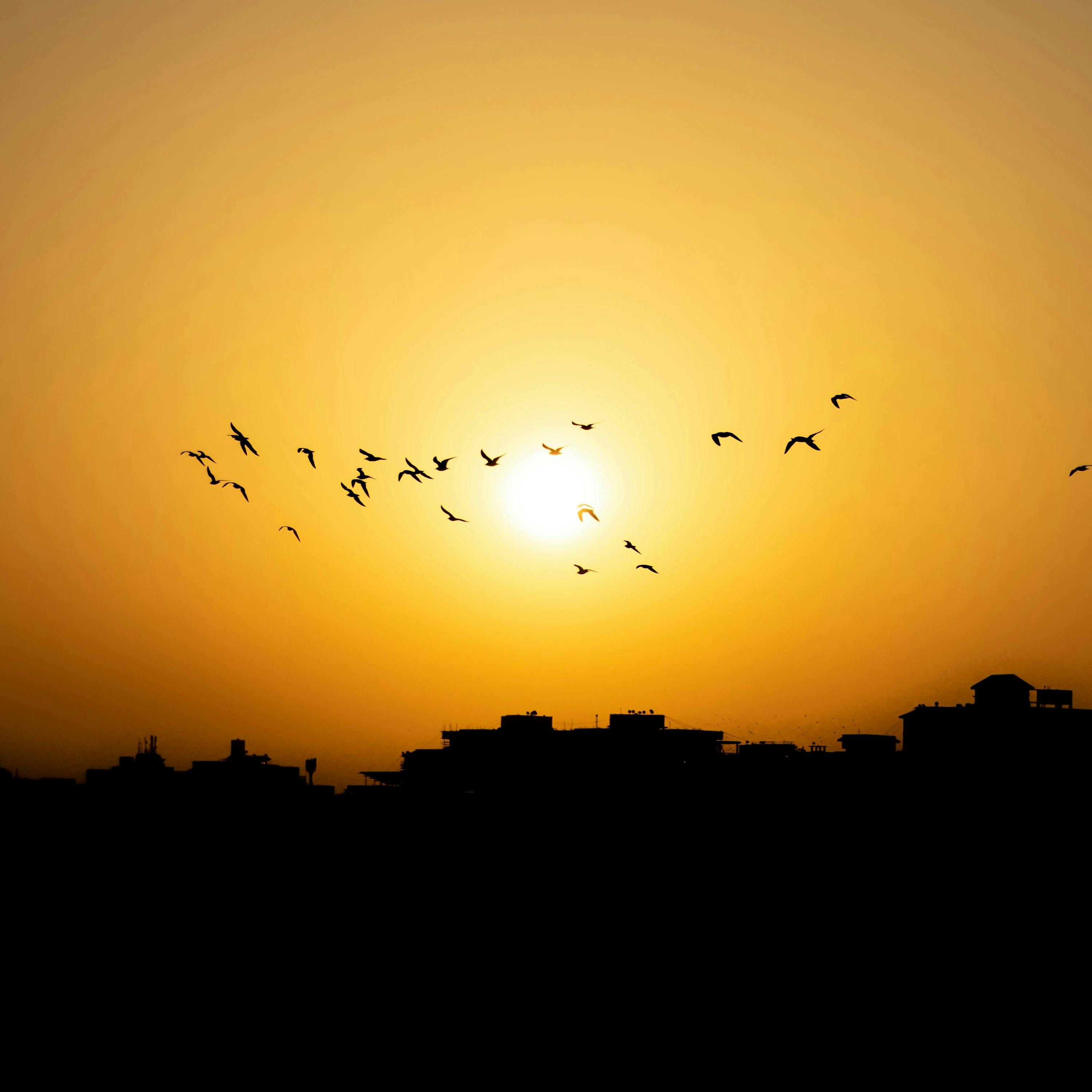 Calming Summer Morning & Birds Singing 8 Hours.mp3 Calming Summer Morning & Birds Singing 8 Hours.mp3