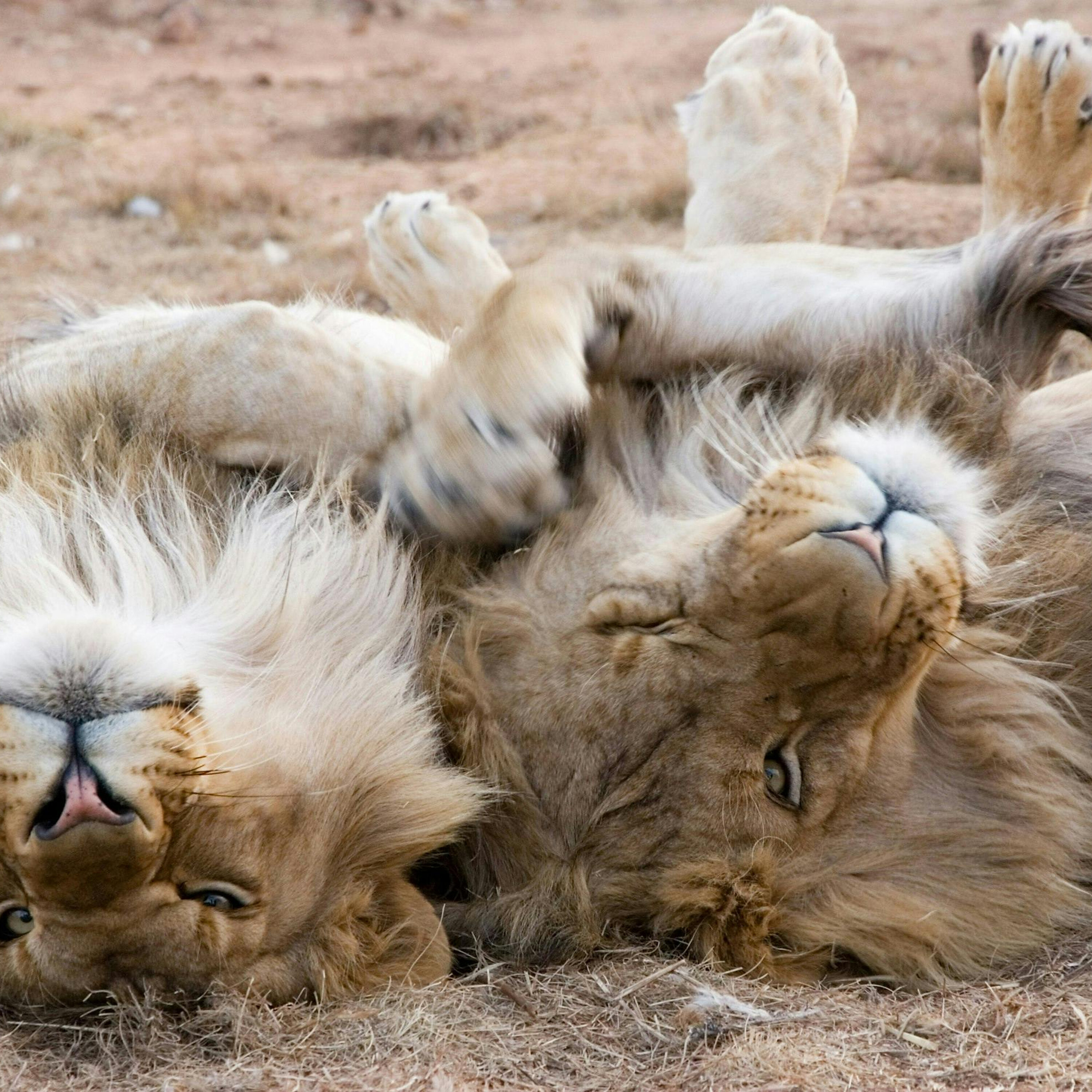 Ep. 378: Double Roar 24!