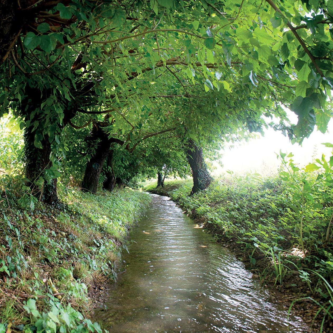 Il Roiello del Pellegrin: scavare un canale per salvare un paese - AperiStoria #275