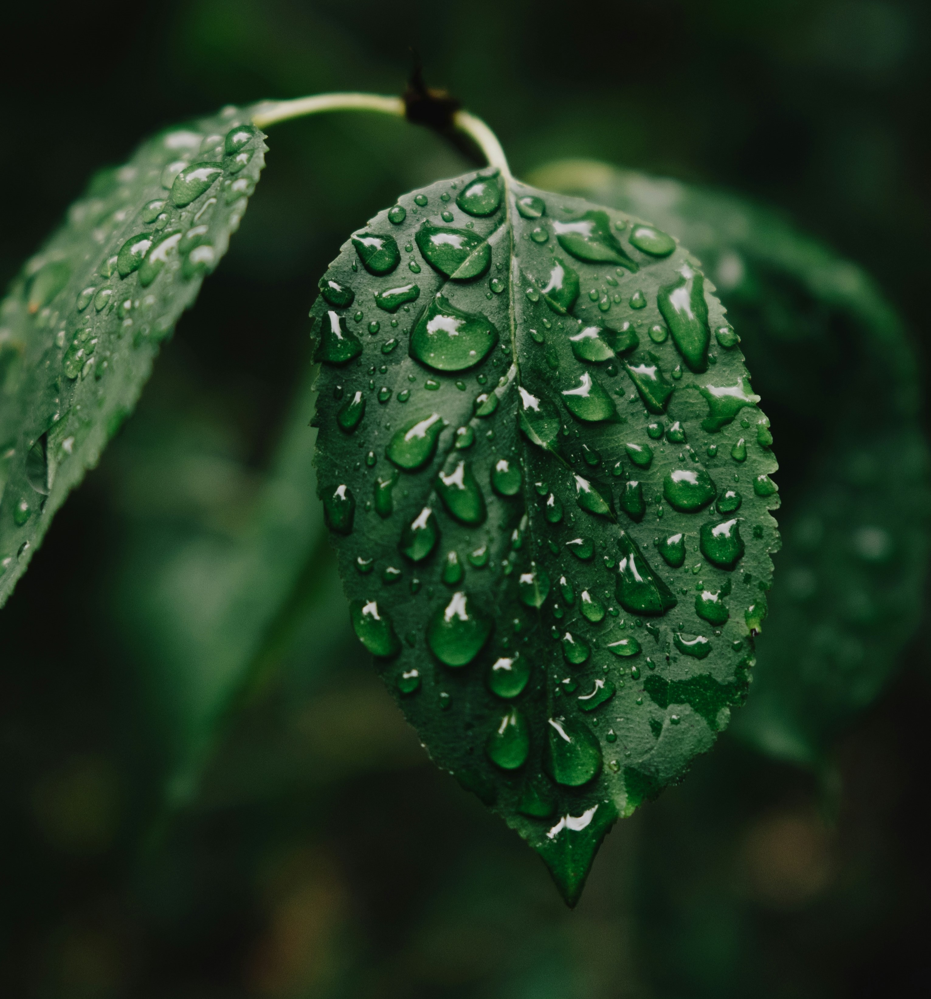 Peaceful Rain: 8-Hour Serenade for Relaxation and Tranquility episode artwork