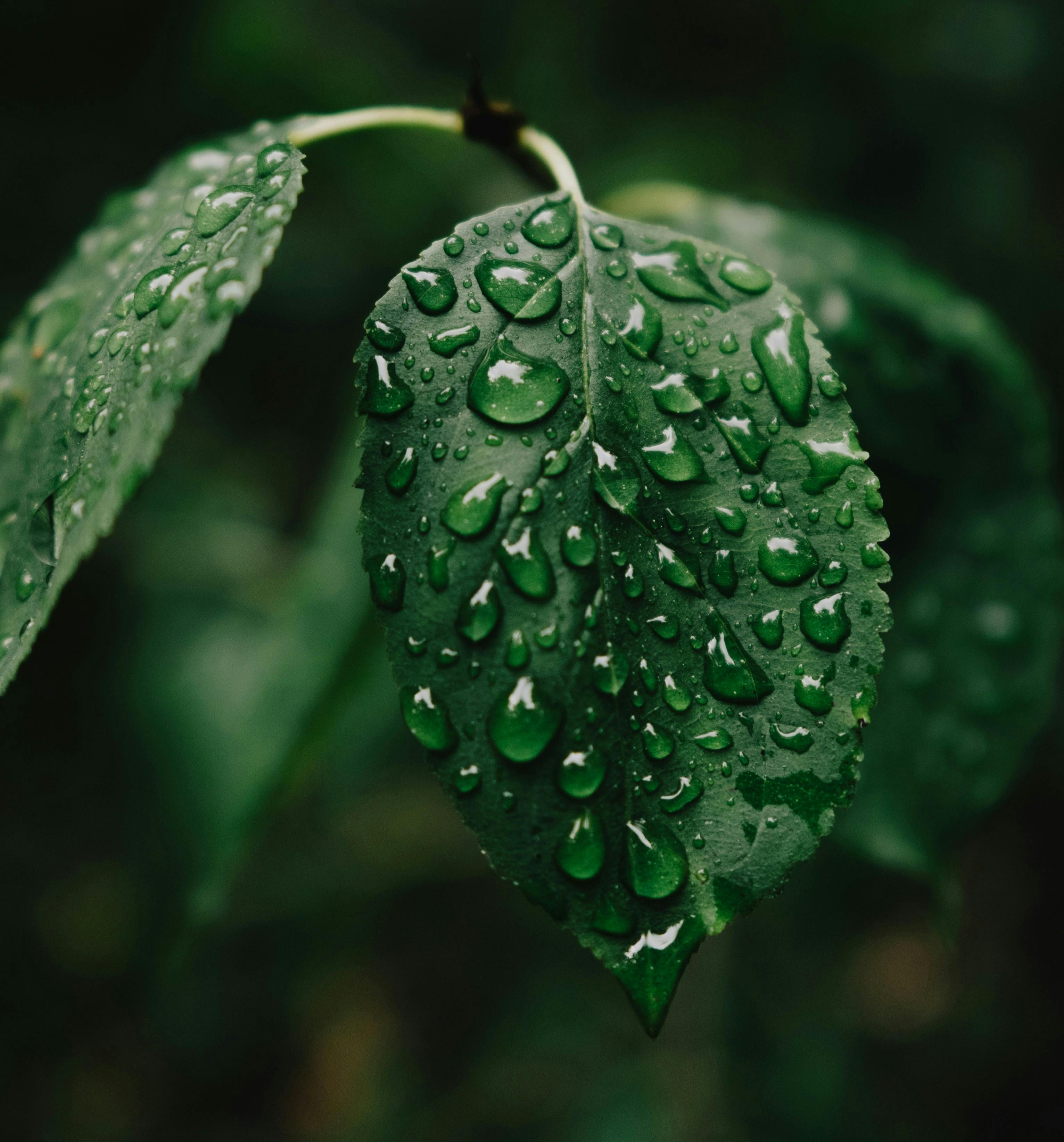 Peaceful Rain: 8-Hour Serenade for Relaxation and Tranquility