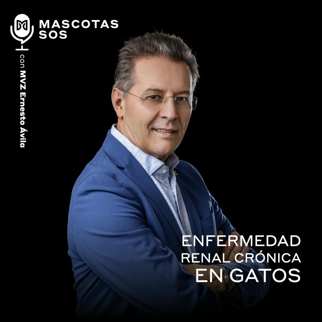 Enfermedad renal crónica en gatos Enfermedad renal crónica en gatos