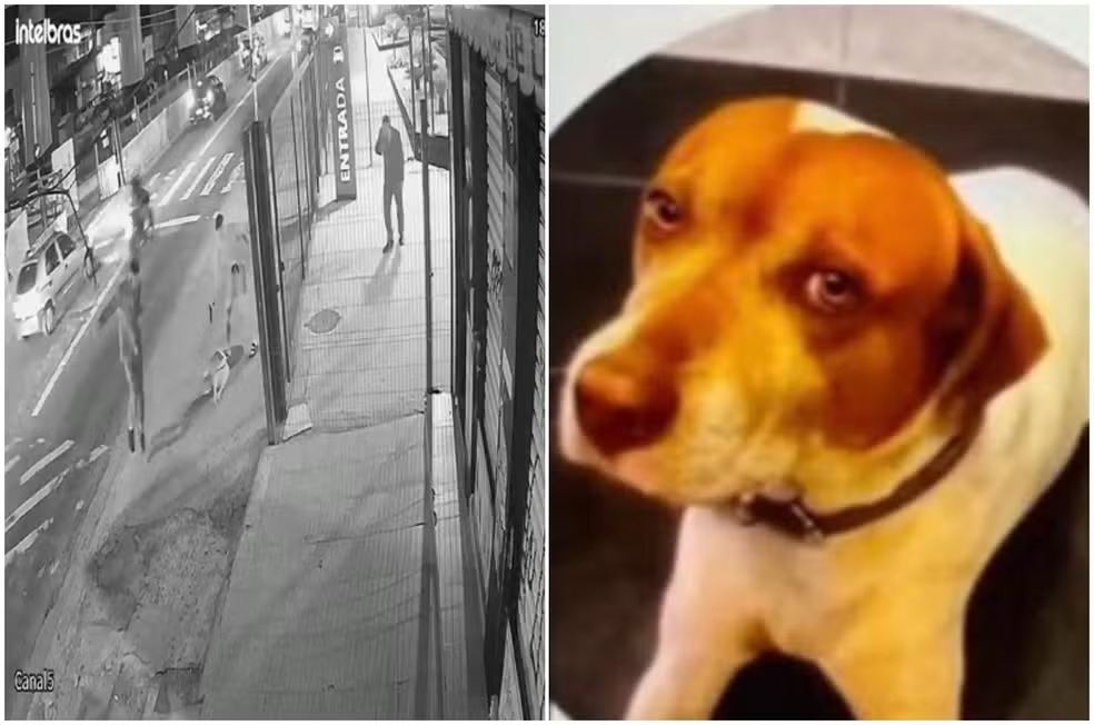 PM é identificado como suspeito de matar cachorro comunitário com sete tiros