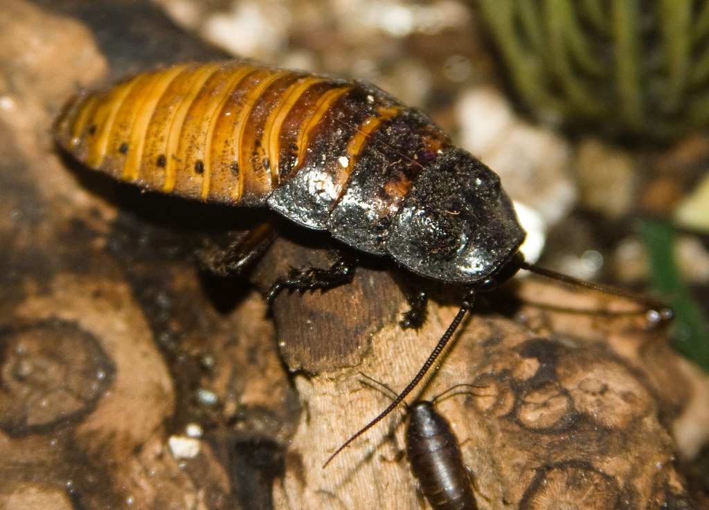Madagascar Hissing Cockroach: Heroes of  Our Ecosystems