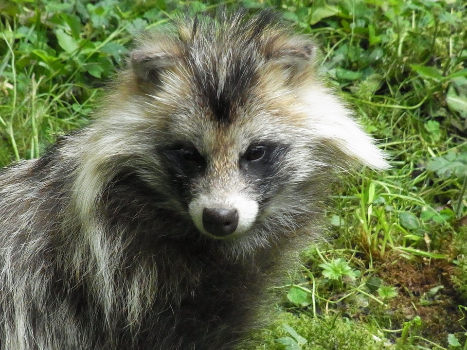 Episode 157: Raccoon Dogs are Real