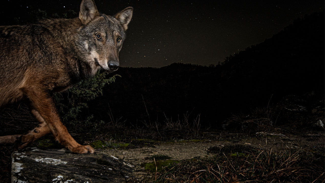 An electronic nose that detects spoiled chicken, and wolves make a spectacular comeback in Europe