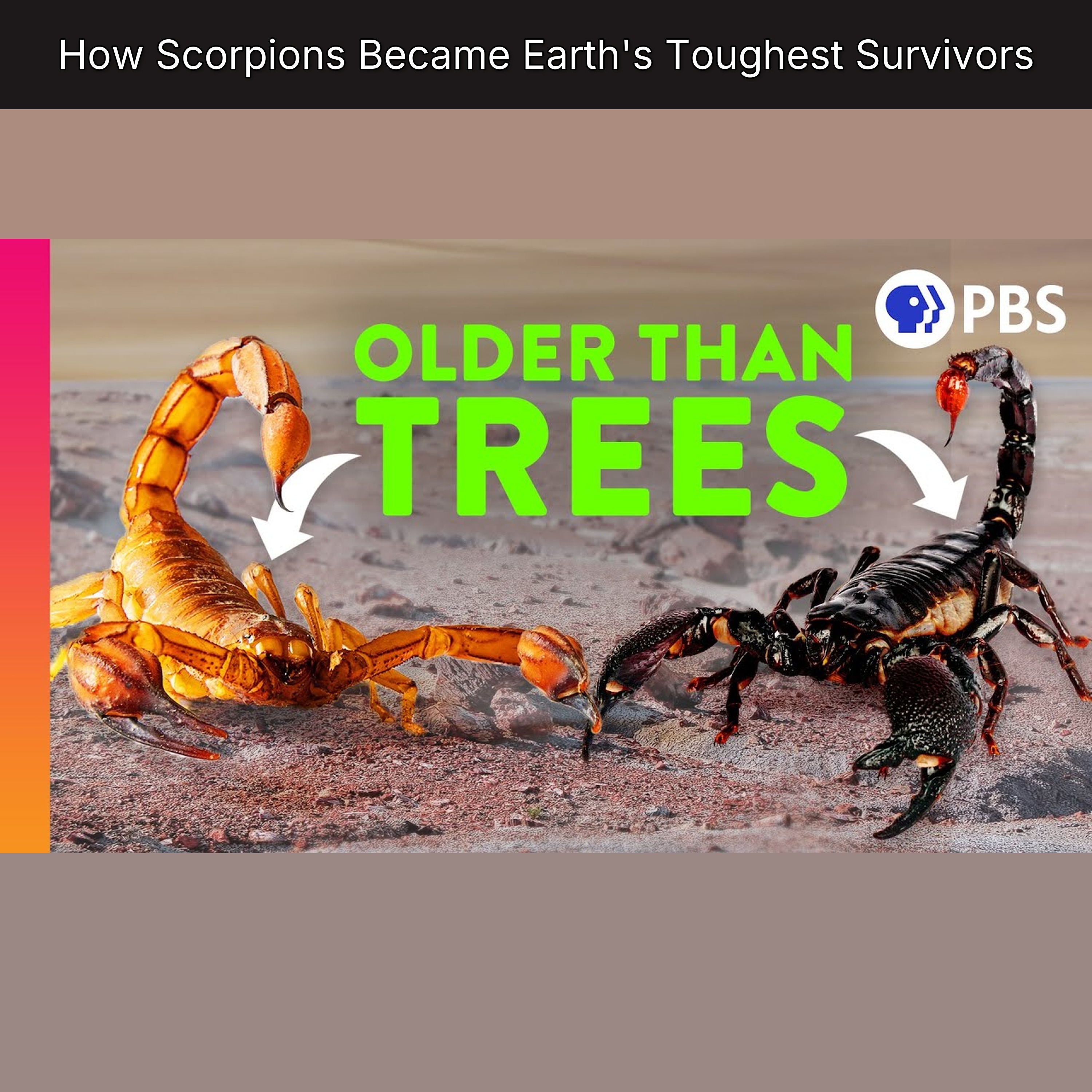 How Scorpions Became Earth's Toughest Survivors episode artwork