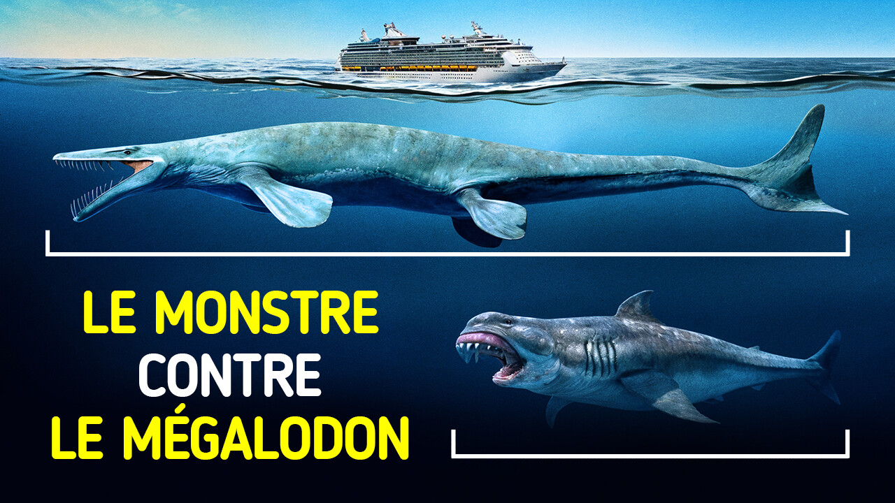 Ce Reptile Marin est le Plus Grand que le Monde ait Jamais Vu
