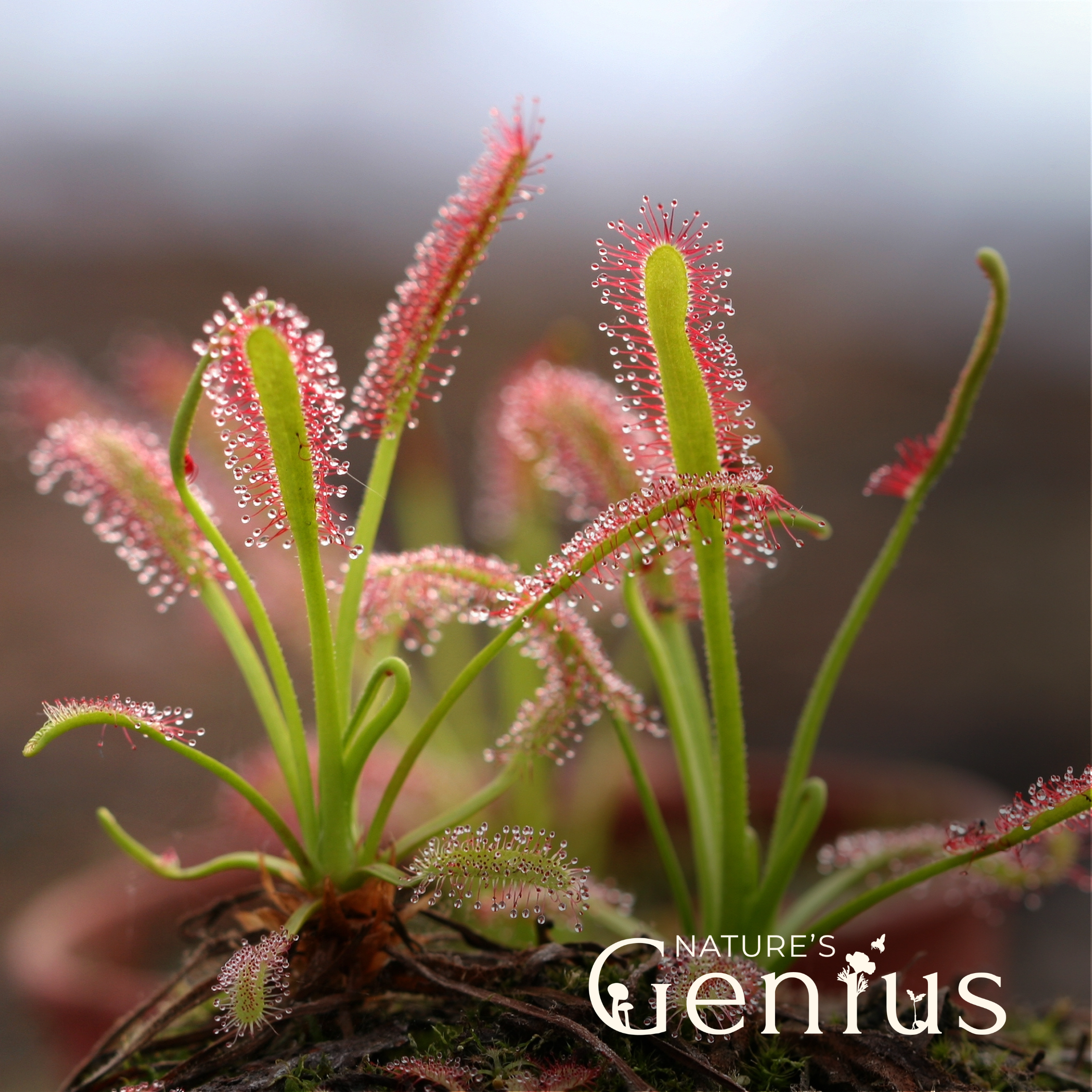 What if Plants are Conscious?