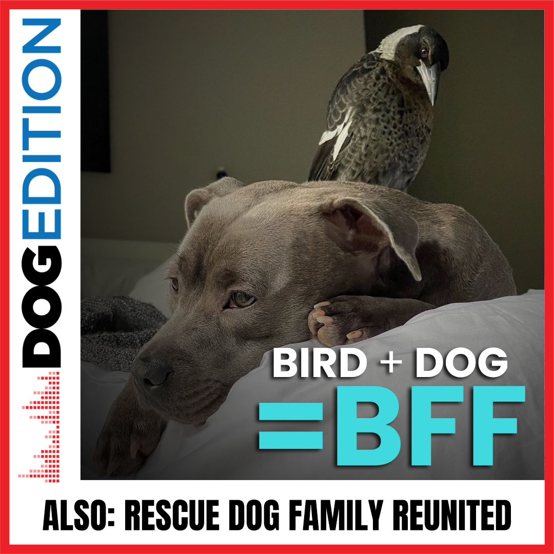 The Odd Couple | A Reunion Story For The Silver Screen | Dog Edition #36